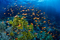 Scale fin anthias (Pseudanthias squamipinnis) swarm over coral reef with fire coral (Millepora dichotoma) in the Red Sea in the morning. Ras Mohammed Marine Park, Sinai, Egypt. Gulf of Aqaba, Red Sea.