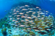School of Longnose parrotfish (Hipposcarus harid) swarming over reef. Ras Mohammed Marine Park, Sinai, Egypt. Red Sea.