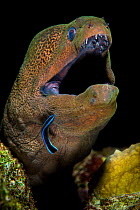 Giant moray (Gymnothorax javanicus) emerges from crack in coral reef and is cleaned by cleaner wrasse (Labroides dimidiatus) Ras Mohammed Marine Park, Sinai, Egypt. Red Sea.