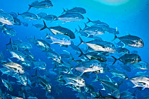 School of Giant trevallies (Caranx ignobilis) in open water off the wall at Shark Reef, Ras Mohammed Marine Park, Sinai, Egypt. Red Sea.