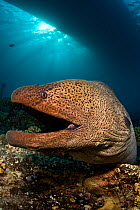 Giant moray eel (Gymnothorax javanicus) under boat and on barge wreck, Gubal Island, Red Sea. Egypt.
