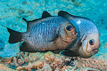 Spawning pair of Domino damselfish (Dascyllus trimaculatus) The female is in front, the male is behind and his head has gone almost white during the spawning. He will guard the eggs until they hatch....