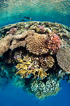 Coral reef edge, Jackfish Alley, Ras Mohammed Marine Park, Sinai, Egypt. Red Sea.