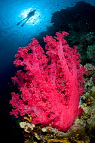 Diver swimming along reef, above soft coral (Dendronephthya klunzingeri) Jackson Reef, Strait of Tiran, Gulf of Aqaba, Red Sea. Sinai Egypt.
