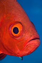 Crescent-tail bigeye (Priacanthus hamrur) portrait against blue water. Note there is cleaner wrasse in attendance (below mouth),  Gubal Island, Egypt. Red Sea.