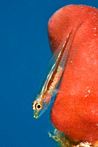 Translucent goby (Bryaninops erythrops) on red sponge (Pione sp.) Sinai, Egypt. Red Sea.