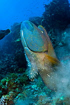 Large, male Napoleon wrasse (Cheilinus undulatus) demolishes the nest of Titan triggerfish (Balistoides viridescens) eating its large clutch of eggs. Shark Reef, Ras Mohammed Marine Park, Sinai, Egypt...