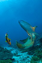 Male Napoleon wrasse (Cheilinus undulatus) fighting with Titan triggerfish (Balistoides viridescens) defending its large clutch of eggs. Shark Reef, Ras Mohammed Marine Park, Sinai, Egypt. Red Sea.