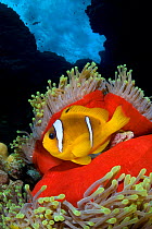 Red Sea anemonefish (Amphiprion bicinctus) in Magnificent sea anemone (Heteractis magnifica), which has closed up in the late afternoon, on coral reef under stormy seas. St Johns Reef. Egypt. Red Sea.