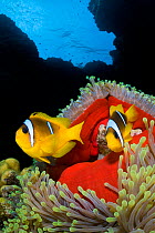 RF- Pair of Red Sea anemonefish (Amphiprion bicinctus) in Magnificent sea anemone (Heteractis magnifica), which has closed up in the late afternoon revealing its red skirt. St Johns Reef. Egypt. Red S...