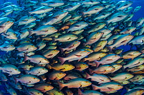 Large school of Bohar snappers (Lutjanus bohar) which have gathered in the summer in the Red Sea for spawning. Each fish is between 60 and 80cm long. Shark Reef, Ras Mohammed Marine Park, Sinai, Egypt...