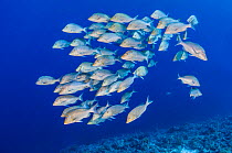 School of Bluescale emperors (Lethrinus nebulosus) gathered for spawning. This species is usually solitary predator on the coral reef. Yolanda Reef, Ras Mohammed Marine Park, Sinai, Egypt. Red Sea.