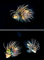 Clearfin Lionfish (Pterois radiata) mating. The top frame shows the larger male swimming on his side, behind and underneath the female to fertilise the egg raft she is releasing. The lower photo shows...