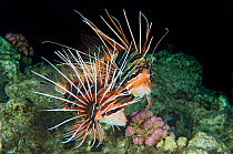 Clearfin Lionfish (Pterois radiata) courtship prior to mating. Here the larger male (behind) is attempting to coax the female to spawn. Taken around dusk, during the summer in the Red Sea. Abu Nuhas,...
