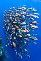School of Bohar snappers (Lutjanus bohar), moving along the face of reef. These fish are up to 80cm in length and normally solitary, but have gathered in summer in spawning aggregation. Shark Reef, Ra...
