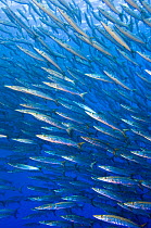 School of Blackfin barracuda (Sphyraena qenie) in open water off the wall at Shark Reef, Ras Mohammed Marine Park, Sinai, Egypt. Red Sea.