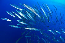 School of Blackfin barracuda (Sphyraena qenie) in open water off the wall at Shark Reef, Ras Mohammed Marine Park, Sinai, Egypt. Red Sea.