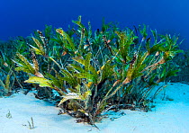 Bed of Clump seagrass (Cymodocea serrulata) in late afternoon. Ras Katy, Sinai, Egypt. Gulf of Aqaba, Red Sea.