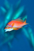 Pair of spawning Scalefin anthias (Pseudanthias squamipinnis), the female is in  front and the male is behind, yawning. Behind are school of fusiliers (Caesio sp.) gathered to feed on the eggs. The Al...