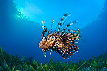 Lionfish (Pterois volitans) swimming over bed of seagrass at sunset. Ras Katy, Sinai, Egypt. Gulf of Aqaba, Red Sea.