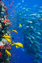 The vertical reef wall at Shark Reef, Ras Mohammed, with Scalefin anthias (Pseudanthias squamipinnis) and soft corals (Dendronephthya spp.) Yellowsaddle goatfish (Parupeneus cyclostomus) and school of...
