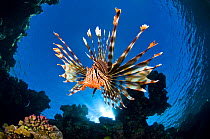 Female Lionfish (Pterois volitans) on coral reef. Jackfish Alley, Ras Mohammed Marine Park, Sinai, Egypt. Gulf of Aqaba, Red Sea.
