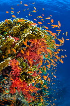 Busy coral reef community feeding on plankton, with Scalefin anthias (Pseudanthias squamipinnis), Soft corals (Dendronephthya sp.) and Fire corals (Millepora dichotoma), making up classic Red Sea scen...