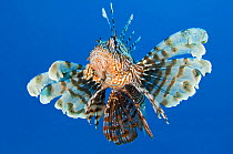 Lionfish (Pterois volitans) swimming in open water in the late afternoon. The Alternatives Sinai, Egypt. Red Sea.