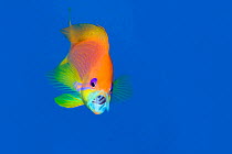 Portrait of female Scalefin anthias (Pseudanthias squamipinnis) feeding on zooplankton in open water. Ras Katy, Sinai, Egypt. Gulf of Aqaba, Red Sea. Manipulated - canvas rotation and extension. No ch...