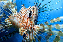 Close up portrait of female Lionfish (Pterois volitans) in the late afternoon, when Lionfish are more active. The Alternatives, Sha'ab Mahmood, Sinai, Egypt. Red Sea.