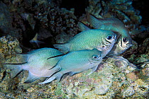 Male Whitebellied damselfish (Amblyglyphidodon leucogaster) has three females simultaneously laying eggs in his nest. The small, white eggs are visible beneath the male, who is the fish furthest to th...