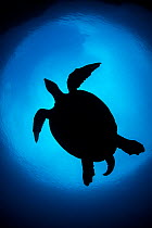 RF- Silhouette of large male Hawksbill turtle (Eretmochelys imbricata) swimming in open water above coral reef. Boo West, Misool, Raja Ampat, West Papua, Indonesia. Tropical West Pacific Ocean. Ceram...