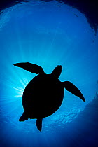 Silhouette of Green sea turtle (Chelonia mydas) Apo Island, Dumaguete, Negros, Philippines. Bohol Sea, Tropical West Pacific Ocean.
