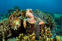 Young Green sea turtle ( Chelonia mydas) resting in leather corals (Sarcophyton sp) Apo Island, Dumaguete, Negros, Philippines. Bohol Sea, Tropical West Pacific Ocean.