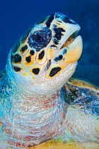 Hawksbill turtle (Eretmochelys imbricata) feeding on soft coral (Litophyton arboreum) Nuweiba, Sinai, Egypt. Gulf of Aqaba, Red Sea.