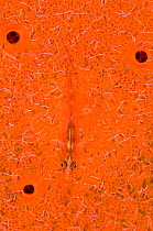 Translucent goby (Bryaninops erythrops) rests on sponge (Pione vastifica) covered in spionid worms (Polydorella smurovi) Nuweiba, Sinai, Egypt. Gulf of Aqaba, Red Sea.