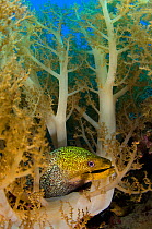 Undulated moray (Gymnothorax undulatus) moves through soft corals (Litophyton arboreum) Nuweiba, Sinai, Egypt. Gulf of Aqaba, Red Sea.