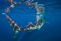 Portrait of Whale shark (Rhincodon typus) at the surface. Isla Mujeres, Quintana Roo, Yucatan Peninsular, Mexico. Caribbean Sea.