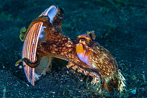Veined octopus (Amphioctopus marginatus) comes out from its den, lifting up piece of shell. Bitung, North Sulawesi, Indonesia. Lembeh Strait, Molucca Sea.