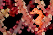 Tiny (10mm) pygmy seahorse (Hippocampus denise) sheltering in seafan. This is an unusual colour type of denise pygmy seahorse and is probably male. Bitung, North Sulawesi, Indonesia. Lembeh Strait, Mo...