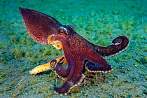 Veined octopus (Amphioctopus marginatus) scuttles across the seabed. Bitung, North Sulawesi, Indonesia. Lembeh Strait, Molucca Sea.