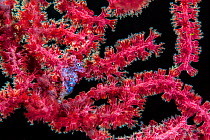 Pygmy seahorse (Hippocampus bargibanti) sheltering in seafan (Muricella sp.), which is backlit by flash. Bitung, North Sulawesi, Indonesia. Lembeh Strait, Molucca Sea.