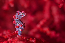 Tiny (10mm) pygmy seahorse (Hippocampus bargibanti) sheltering in seafan (Muricella sp.) Bitung, North Sulawesi, Indonesia. Lembeh Strait, Molucca Sea.
