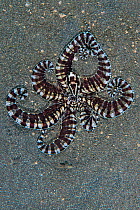 Mimic octopus (Thaumoctopus mimicus) flares its arms and reveals contrasting colour pattern as it moves across sandy seabed. Bitung, North Sulawesi, Indonesia. Lembeh Strait, Molucca Sea.