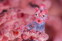 Close up of tiny (10mm) Pygmy seahorse (Hippocampus bargibanti) living disguised in Muricella sp. sea fan. Bitung, North Sulawesi, Indonesia. Lembeh Strait, Molucca Sea.