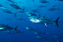 School of large Atlantic bluefin tuna (Thunnus thynnus) captive in growing pen. Depsite looking much smaller in the photo, these fish were 1.5m (5ft) long. Malta. Mediterranean Sea.