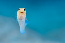 Portrait of Yellow-headed jawfish (Opistognathus aurifrons) hovering in mid water above his burrow. East End, Grand Cayman, Cayman Islands, British West Indies. Caribbean Sea.