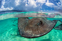 Southern stingray (Hypanus americanus) at the surface. Stingray City, Grand Cayman, Cayman Islands, British West Indies. Caribbean Sea. Bait was used for this shot.