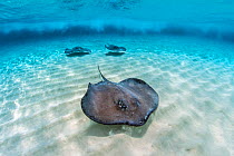 Three southern stingrays (Hypanus americanus) under waves. Stingray City, Grand Cayman, Cayman Islands, British West Indies. Caribbean Sea. Bait was used for this shot.