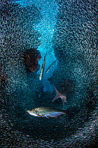 RF- Group of Tarpon (Megalops atlanticus) hunting school of Silversides (Atherinidae) in coral cavern. East End, Grand Cayman, Cayman Islands, British West Indies. Caribbean Sea. (This image may be li...